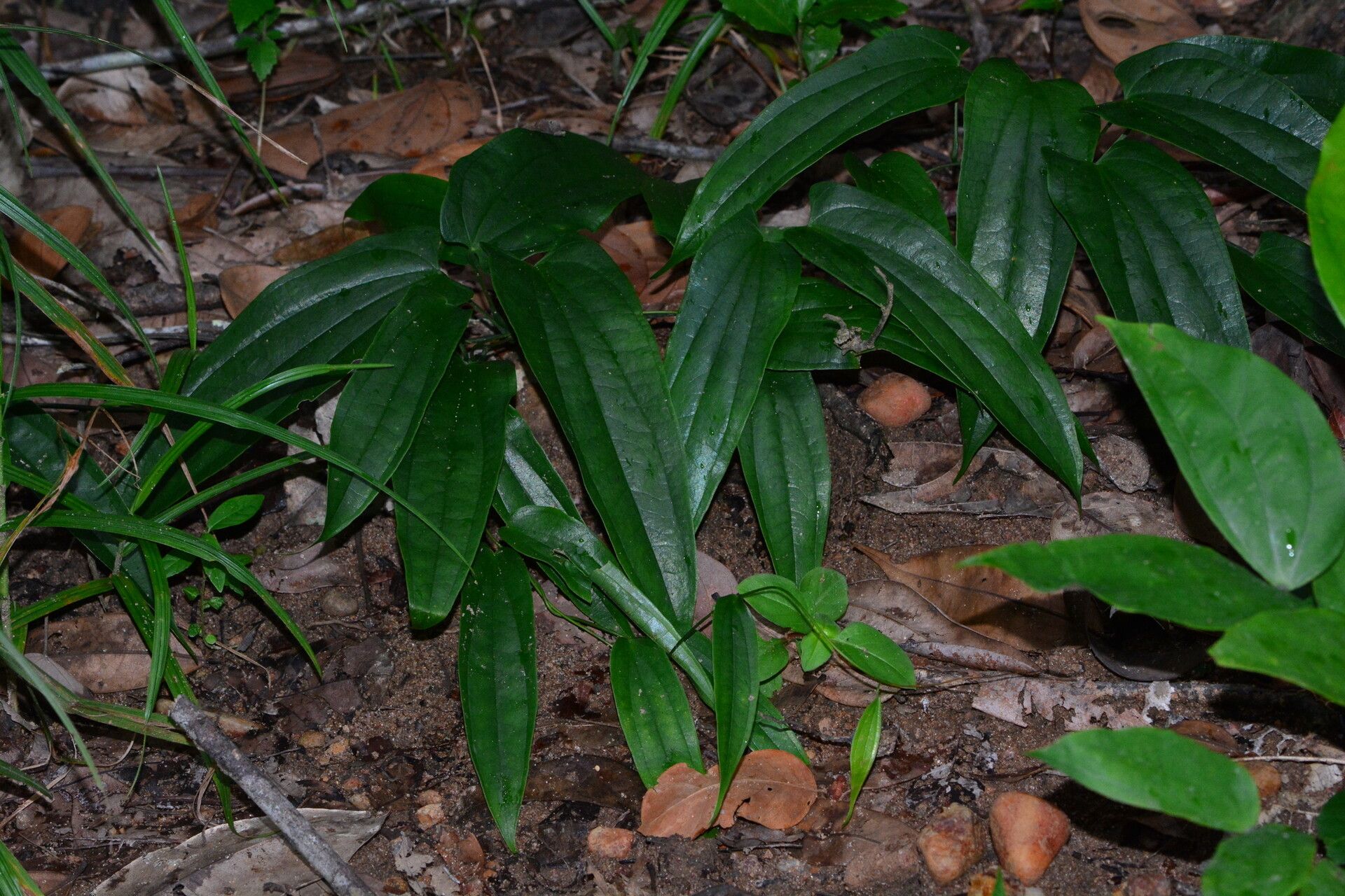 Dioscorea laxiflora habit