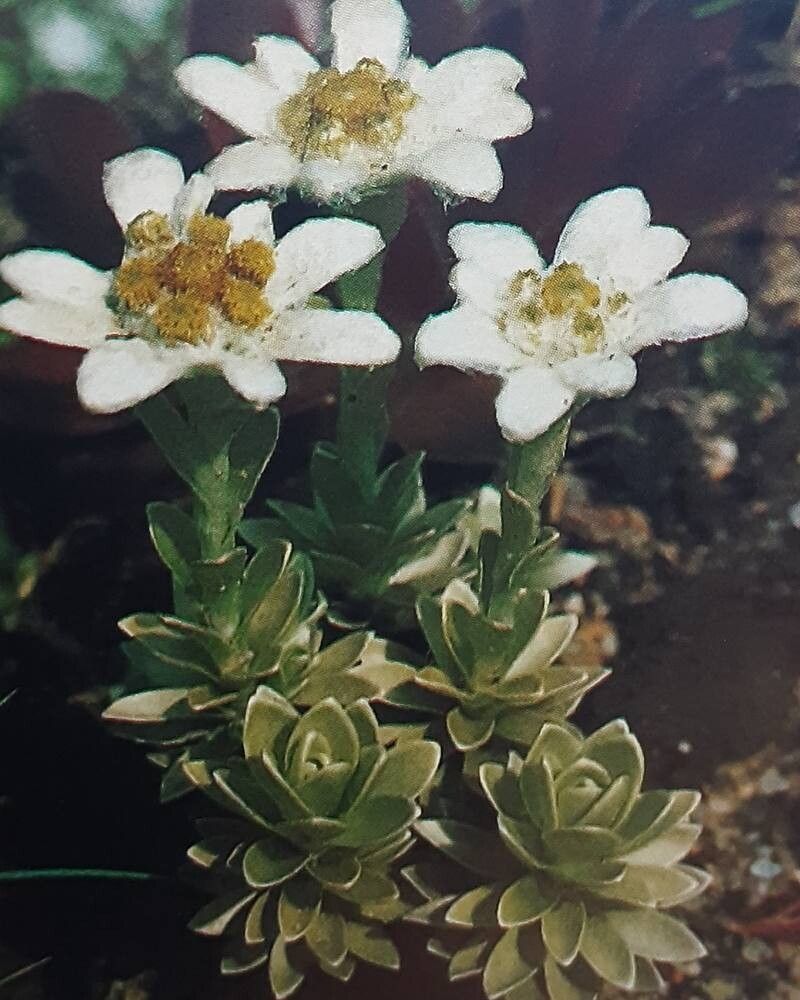 Leucogenes leontopodium habit