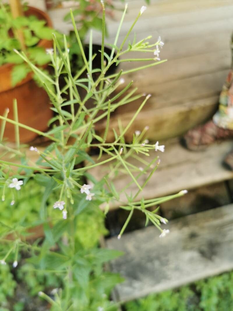 Epilobium coloratum flower