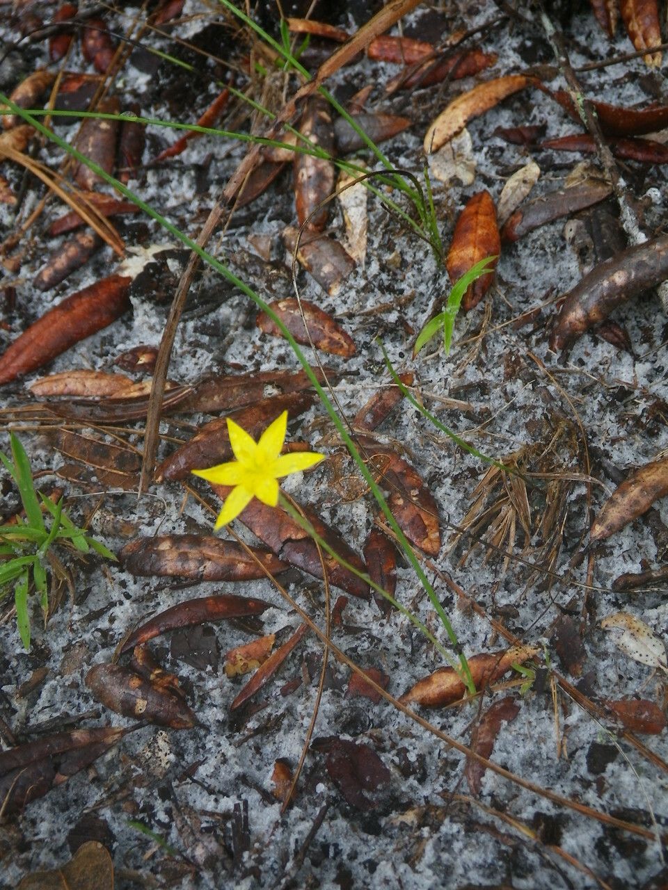 Hypoxis juncea habit