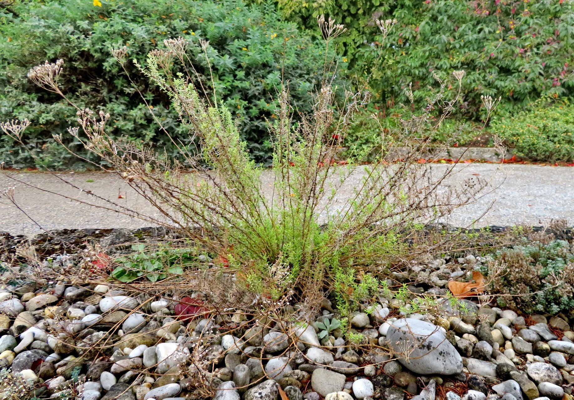 Achillea teretifolia habit
