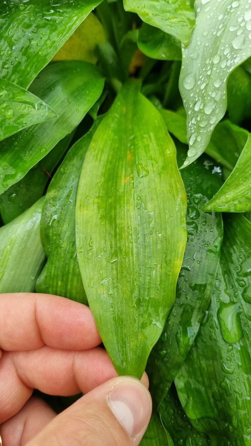 Griffinia liboniana — houseplant care guide