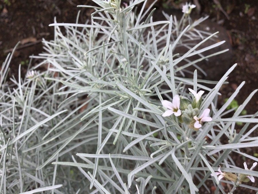 Parolinia platypetala flower