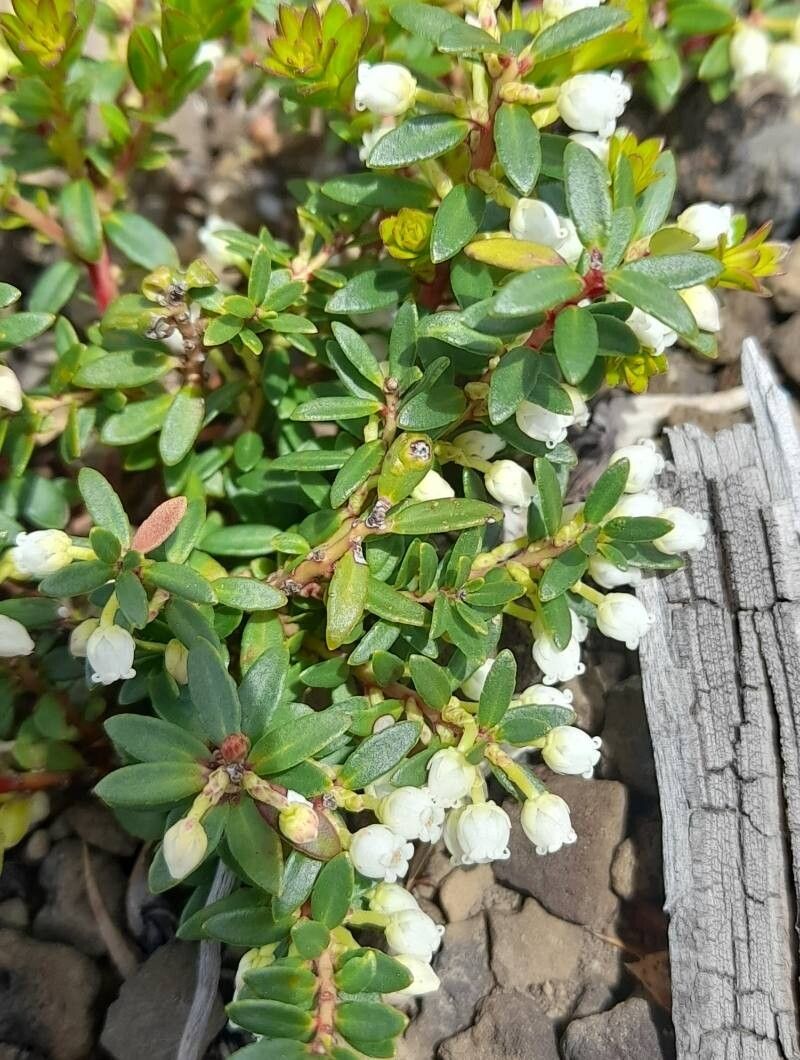 Gaultheria poeppigii — search result for 'Gaultheria'