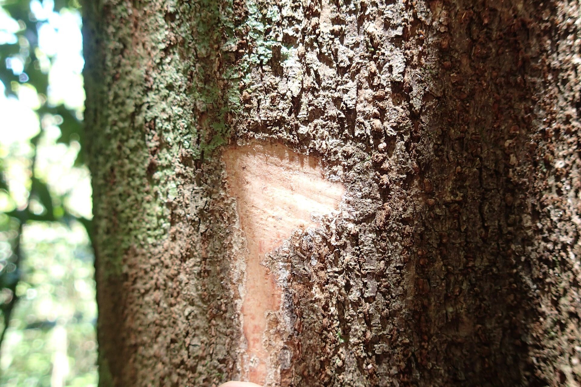 Pycnandra balansae bark