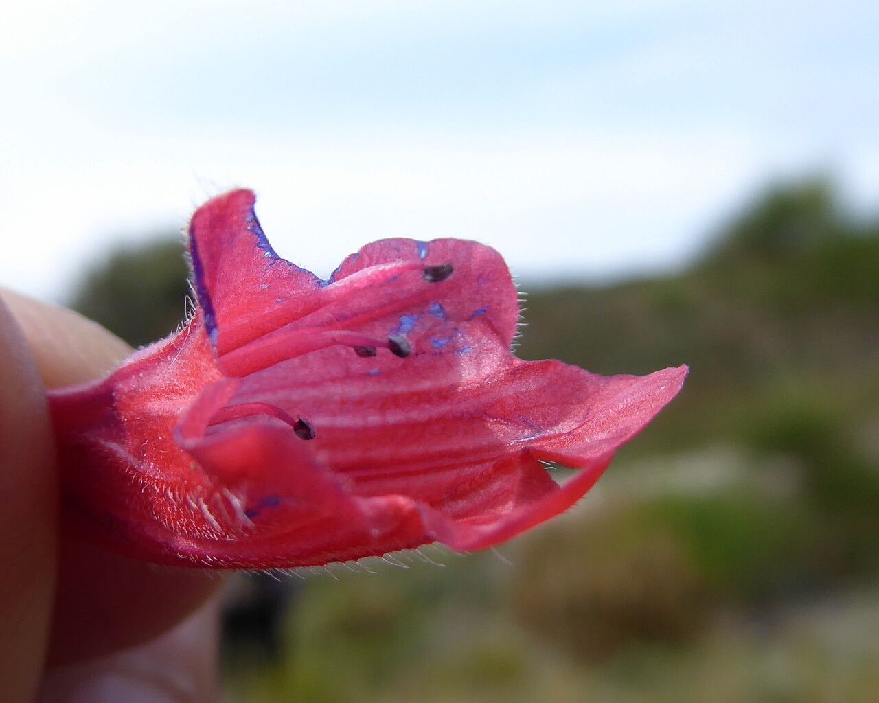 Echium creticum flower