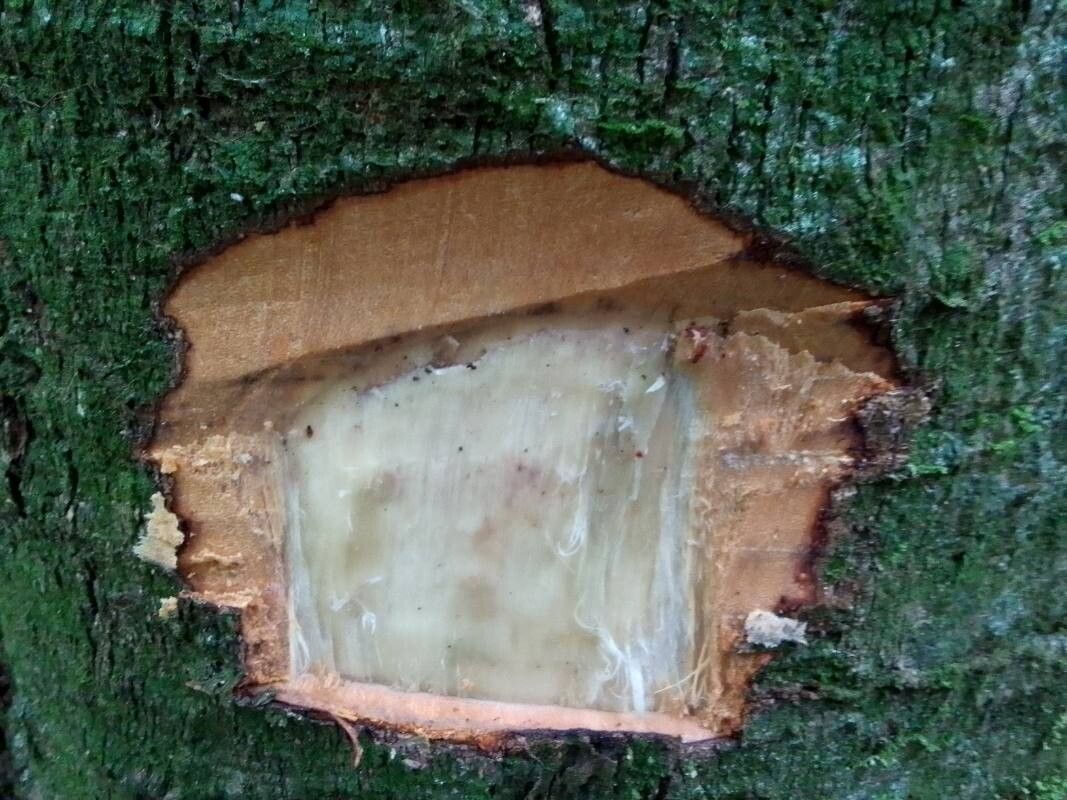 Copaifera mildbraedii bark