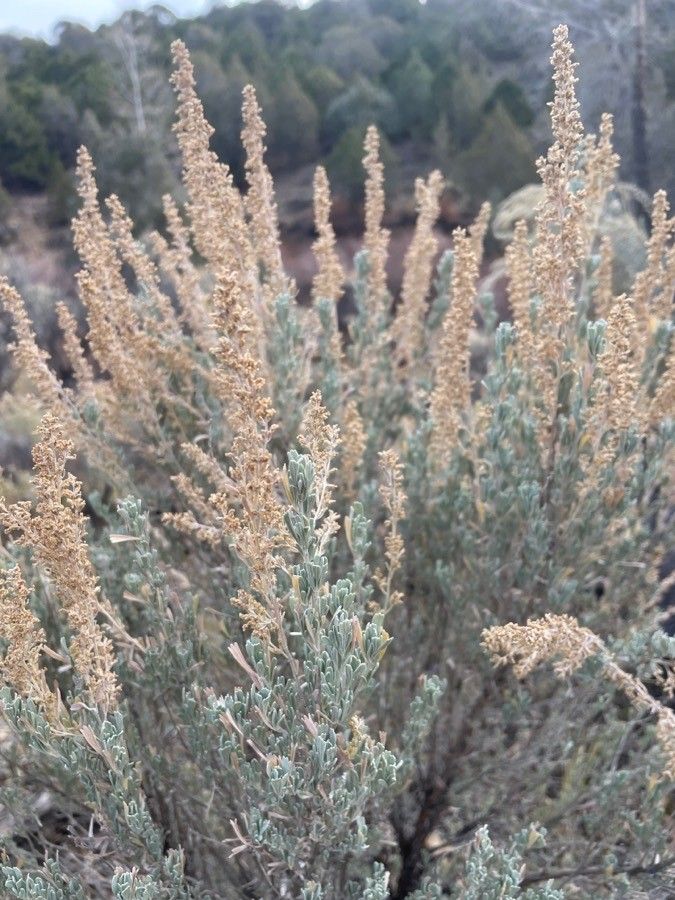 Artemisia tridentata flower