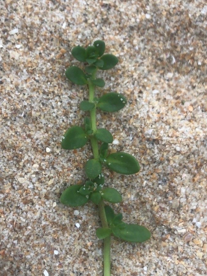 Herniaria ciliolata leaf