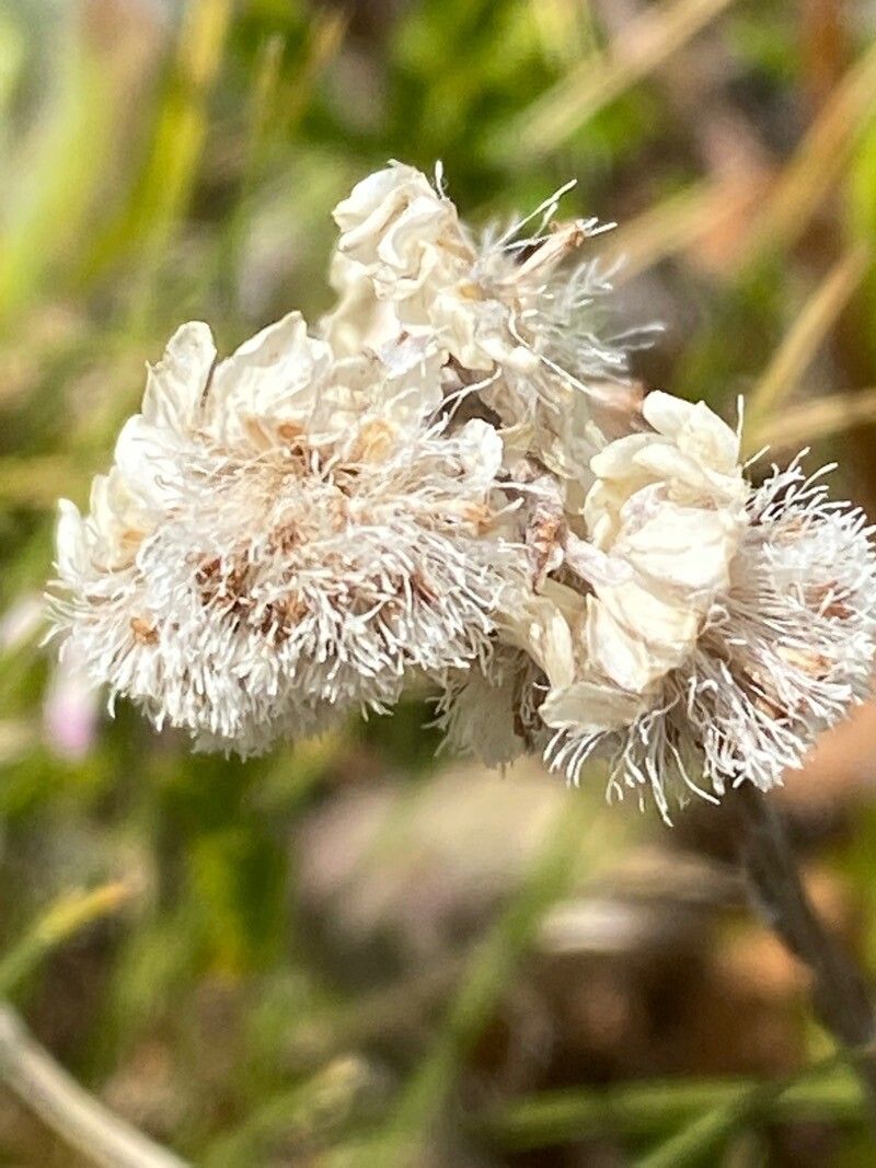 Antennaria dioica fruit
