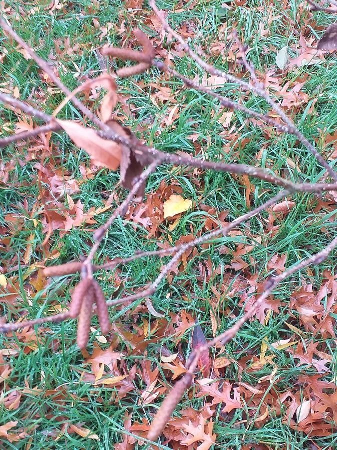 Betula ermanii flower