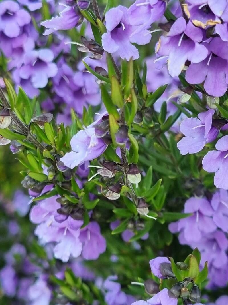 Prostanthera scutellarioides — houseplant care guide