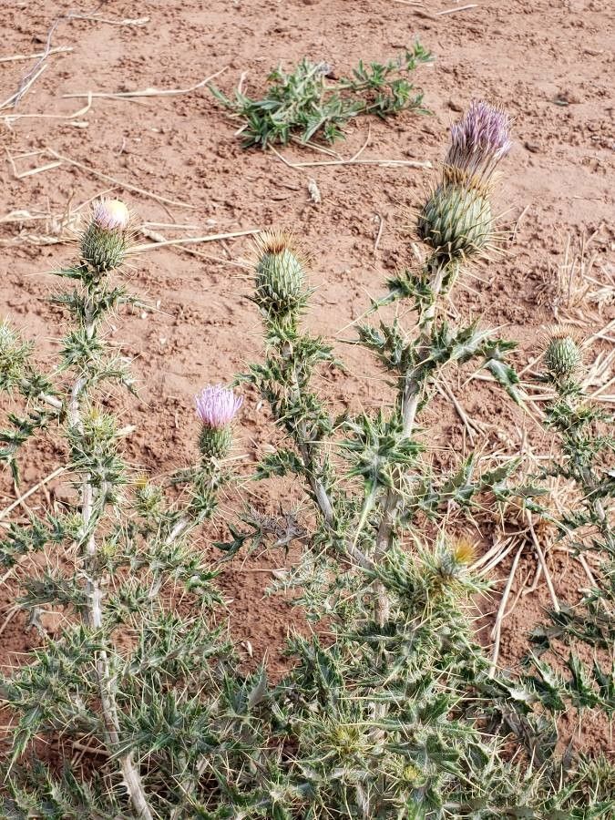 Cirsium ochrocentrum — search result for 'Cirsium'