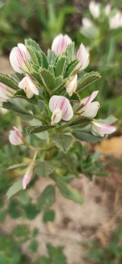 Ononis diffusa flower