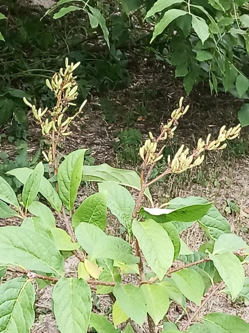 Syringa josikaea fruit