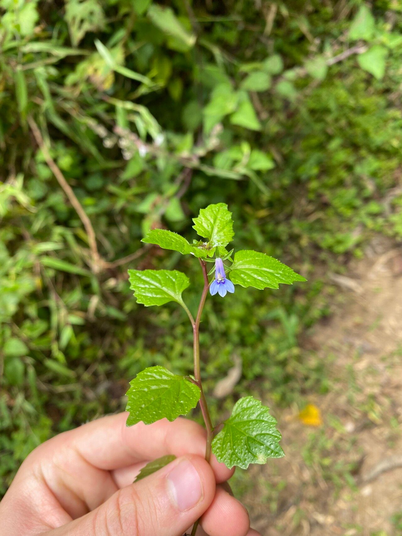 Lobelia baumannii — houseplant care guide