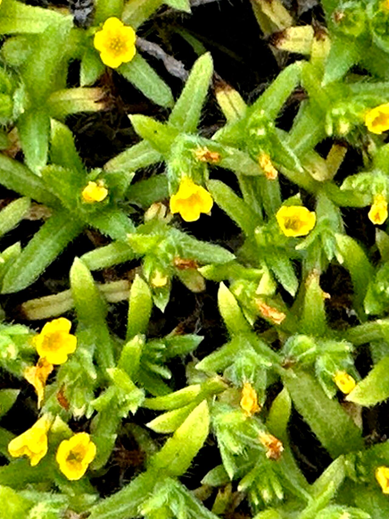 Amsinckia spectabilis — search result for 'West Coast of North America'
