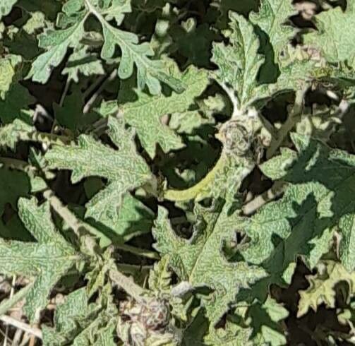 Sphaeralcea australis — related species from the same genus