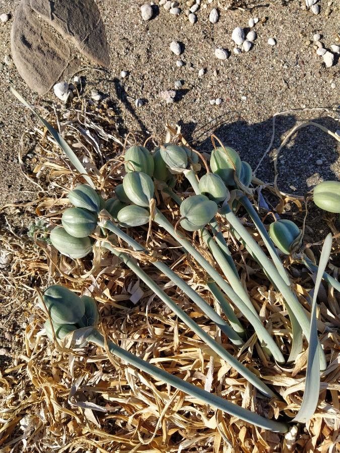 Pancratium maritimum fruit