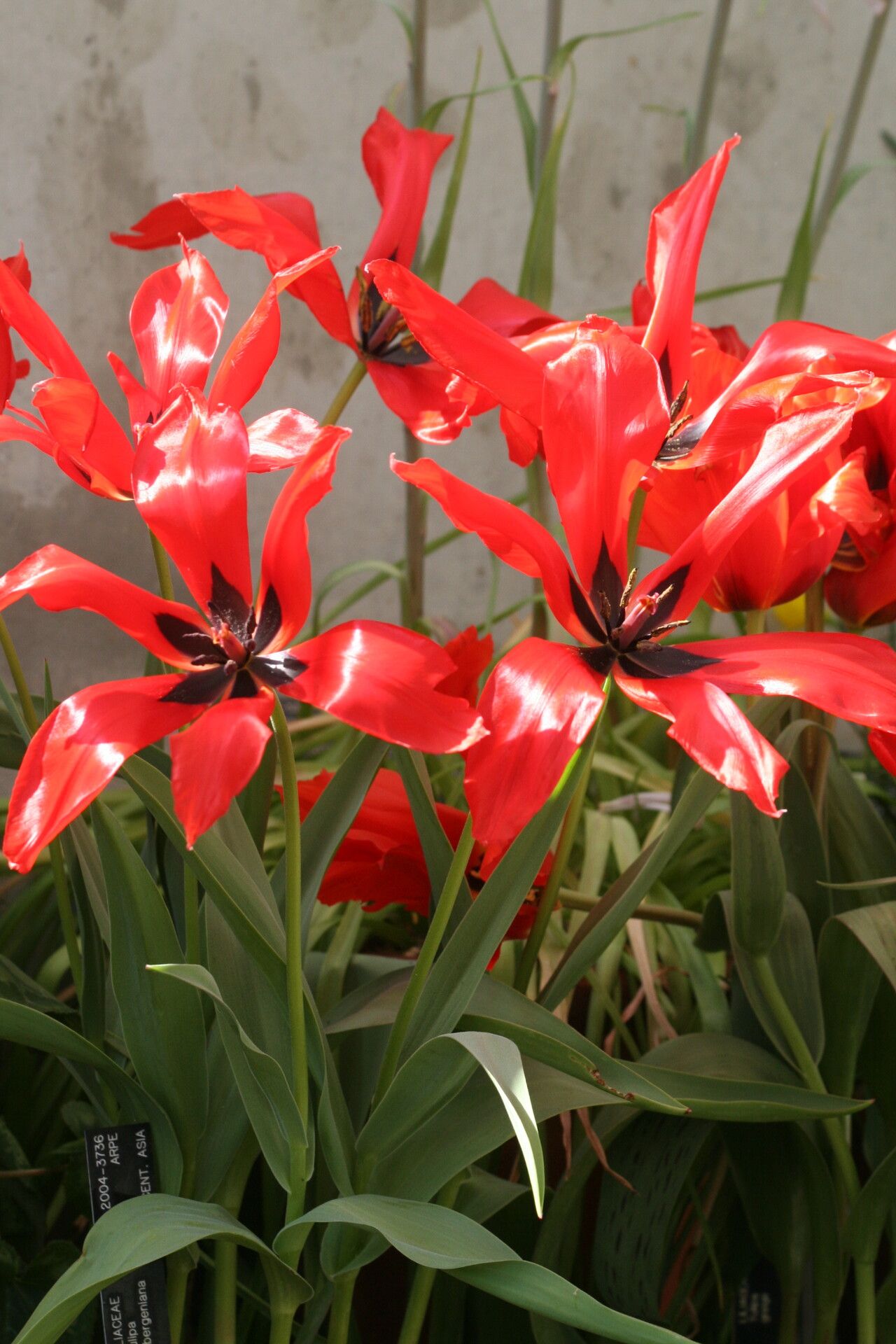 Tulipa tubergeniana — search result for 'Tulipa'