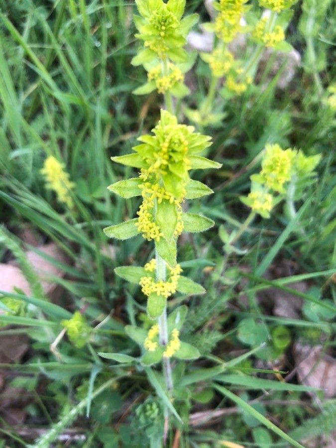 Cruciata laevipes leaf