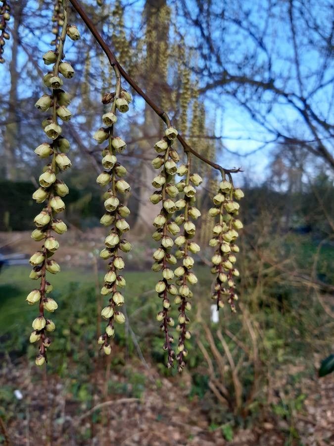 Stachyurus praecox flower