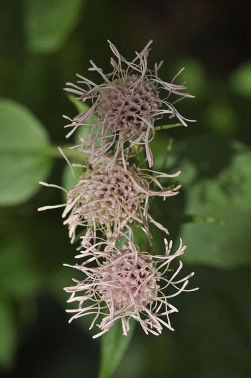 Brickellia cordifolia flower