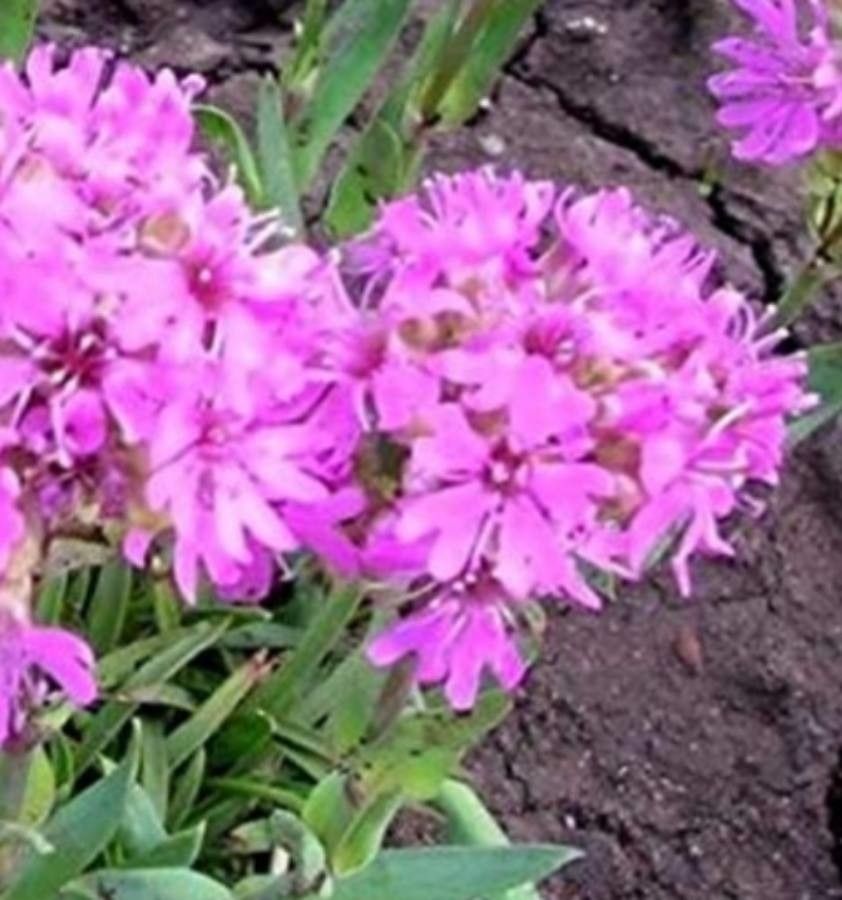 Silene suecica flower