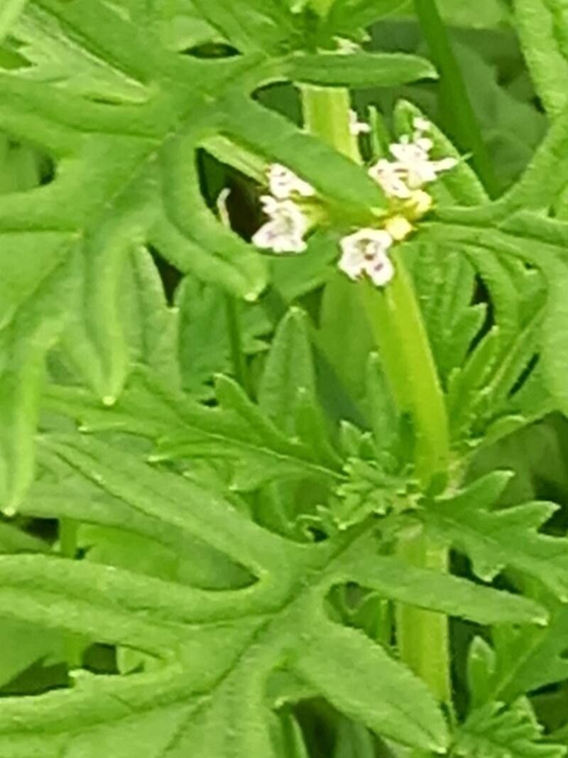 Lycopus exaltatus flower