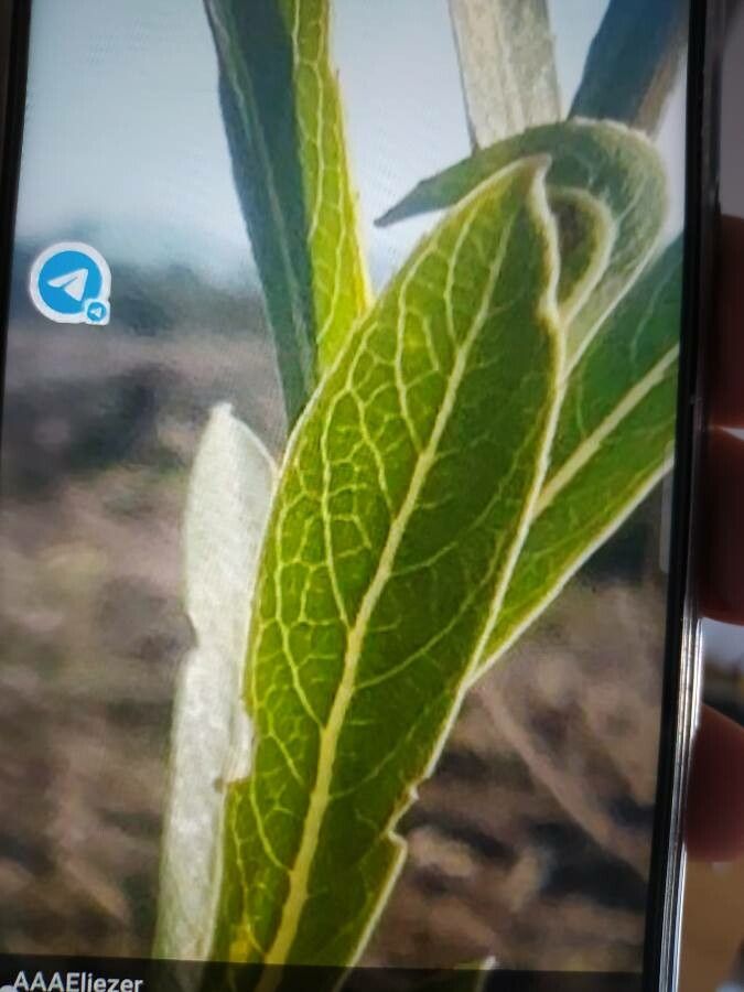 Planchonella crenata — houseplant care guide