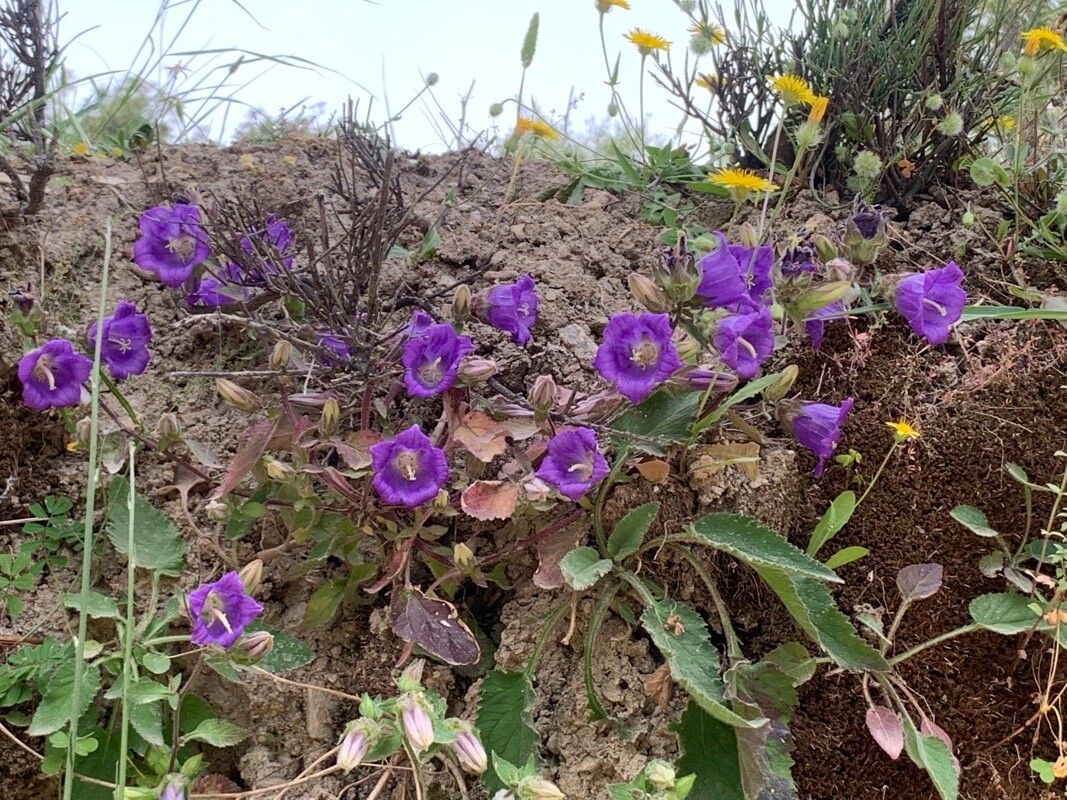 Campanula pelviformis — houseplant care guide