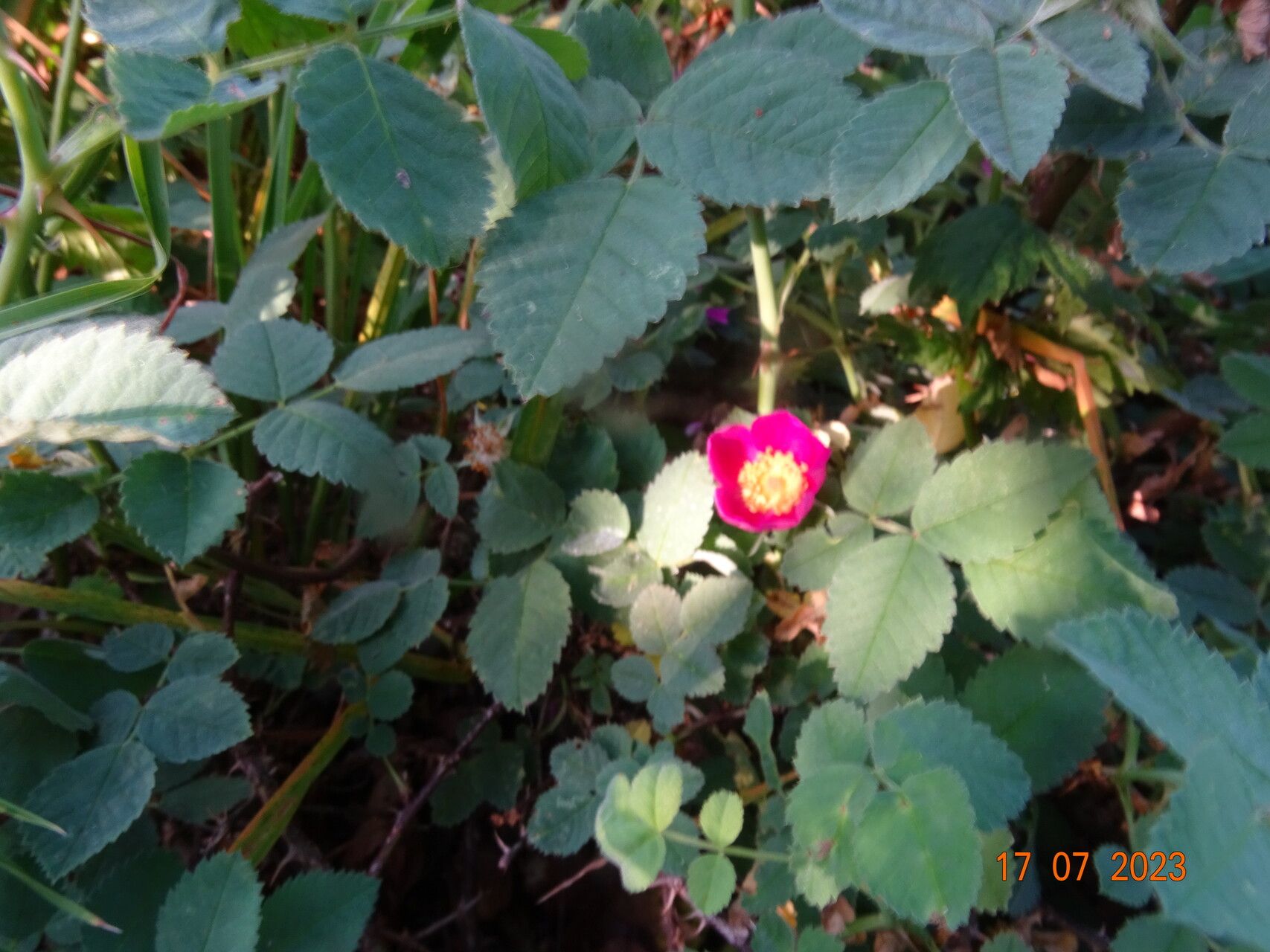 Rosa heckeliana leaf