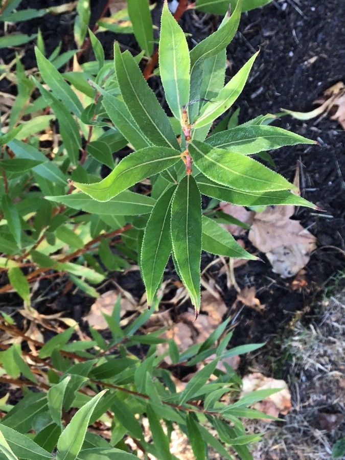 Salix × fragilis — search result for 'Salix'