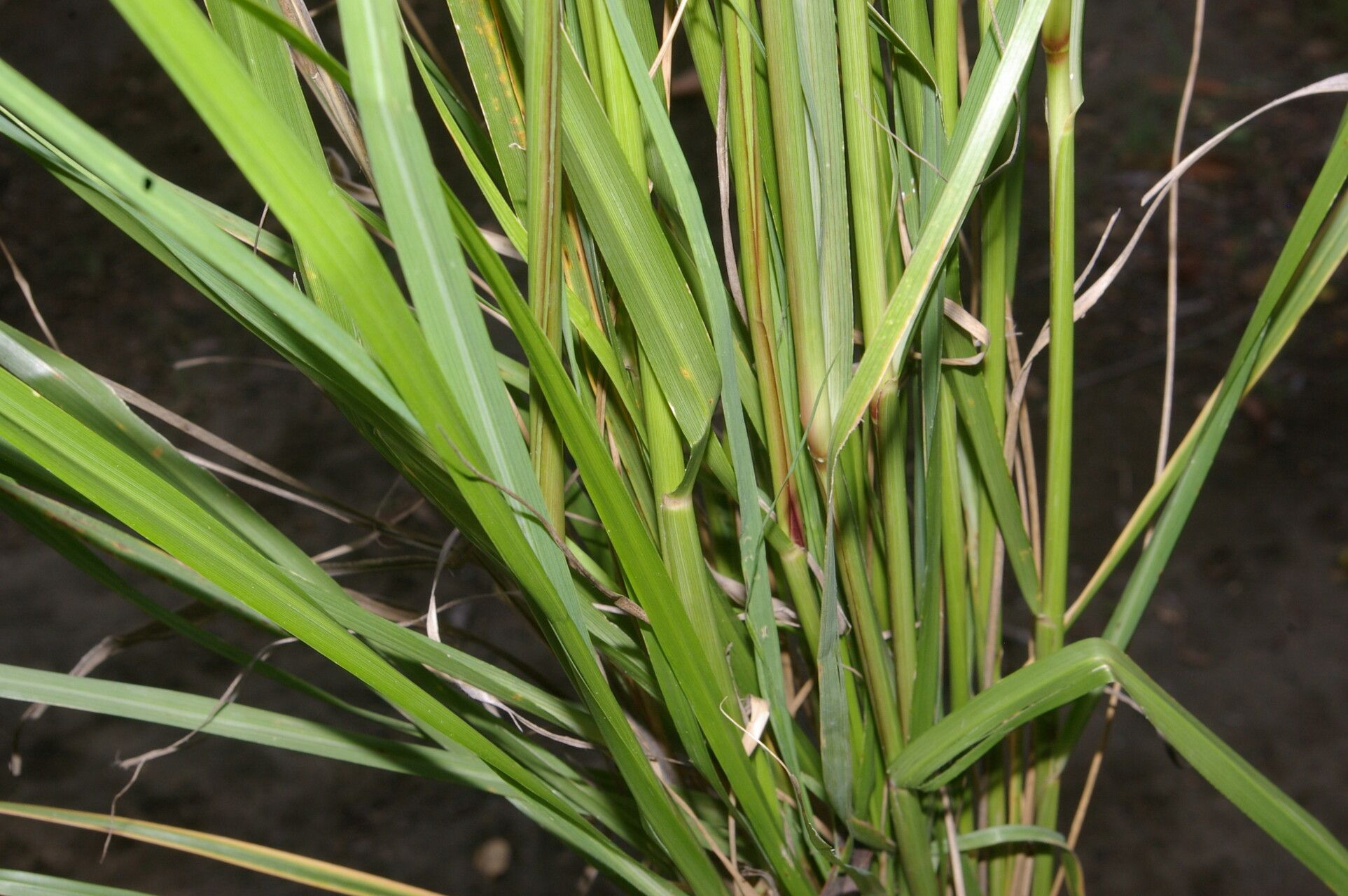 Eragrostis prolifera — search result for 'Eragrostis'