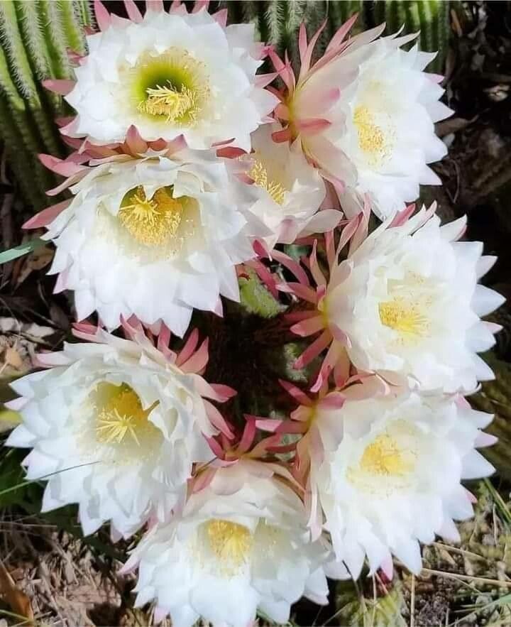Lobivia bridgesii leaf