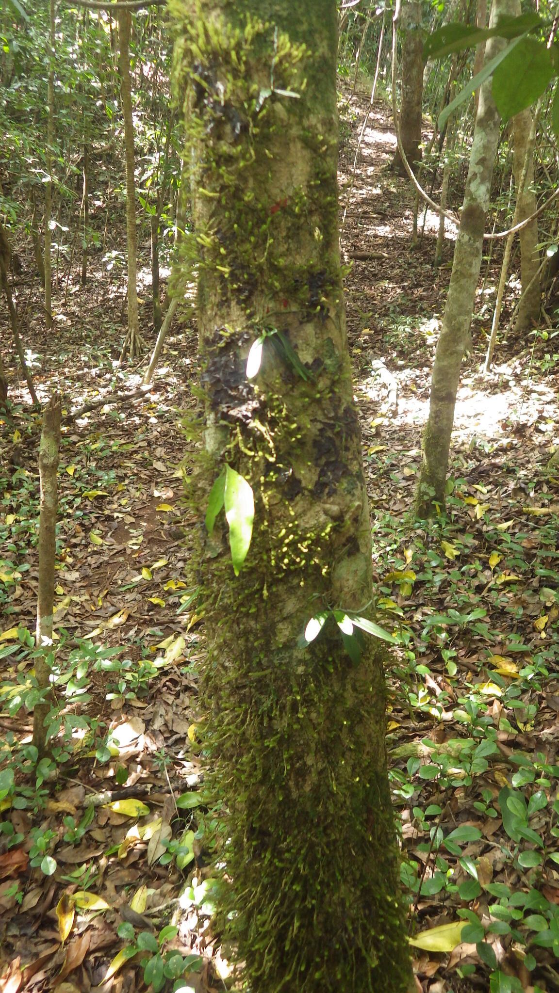 Aerangis hariotiana bark