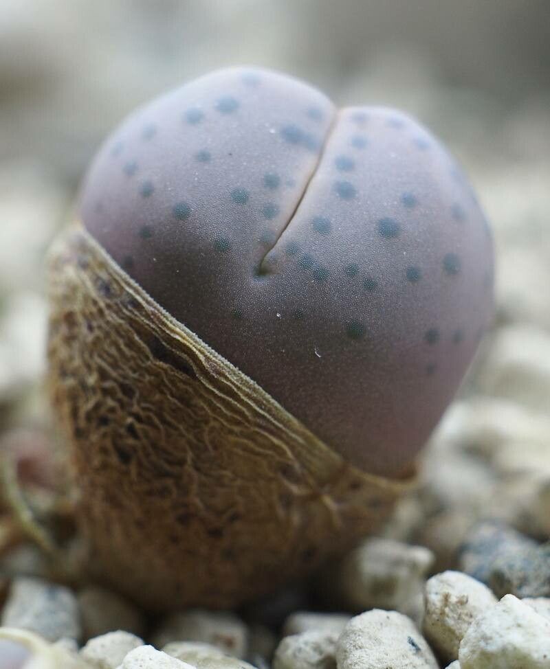 Dinteranthus wilmotianus flower