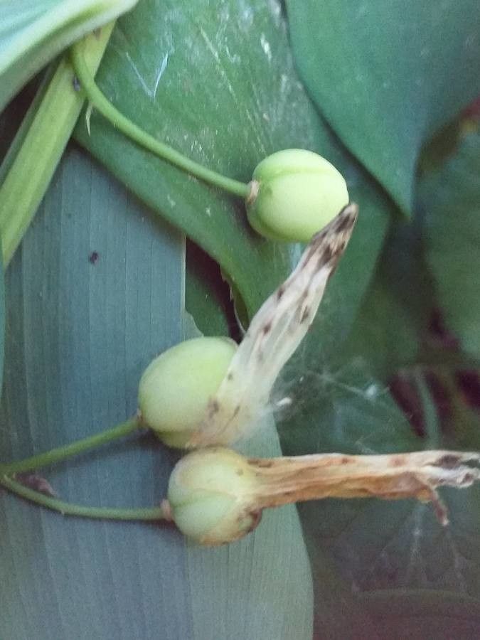 Polygonatum odoratum fruit