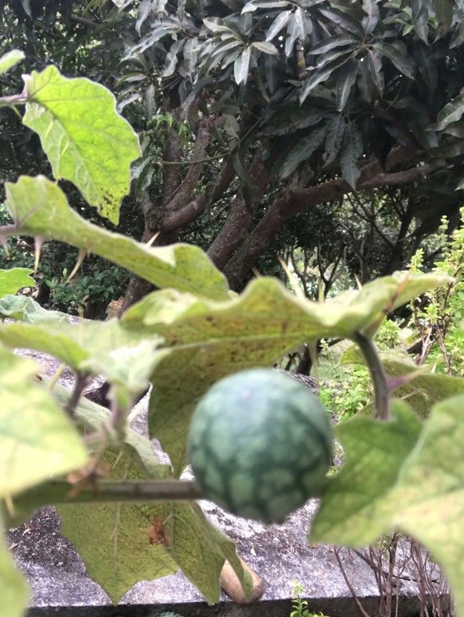 Solanum stramoniifolium fruit