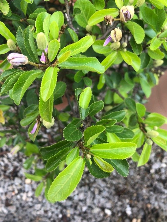 Grewia occidentalis — search result for 'Malvaceae'