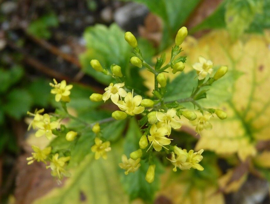 Patrinia heterophylla flower