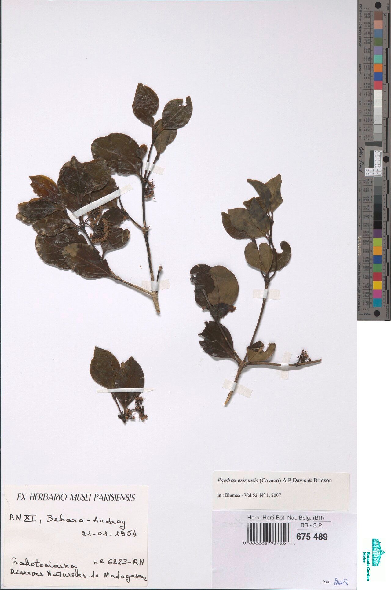 Psydrax esirensis — houseplant care guide