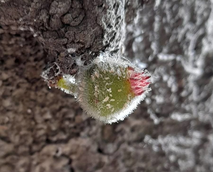 Ficus coronata flower