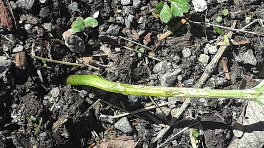Petasites frigidus bark