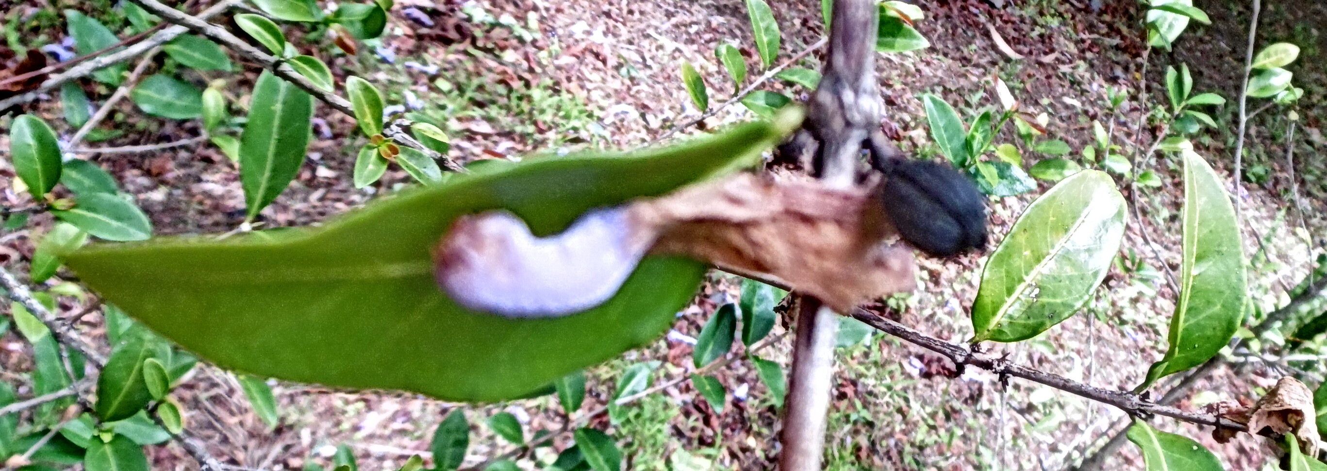 Coffea pocsii fruit