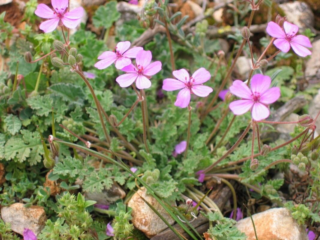 Erodium sanguis-christi habit