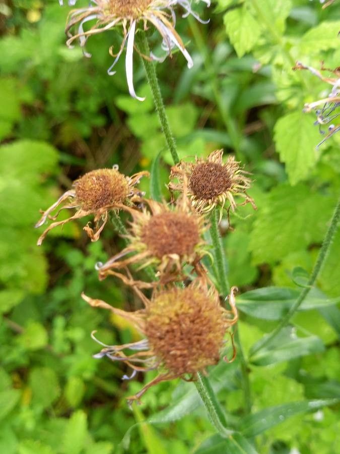 Erigeron speciosus fruit