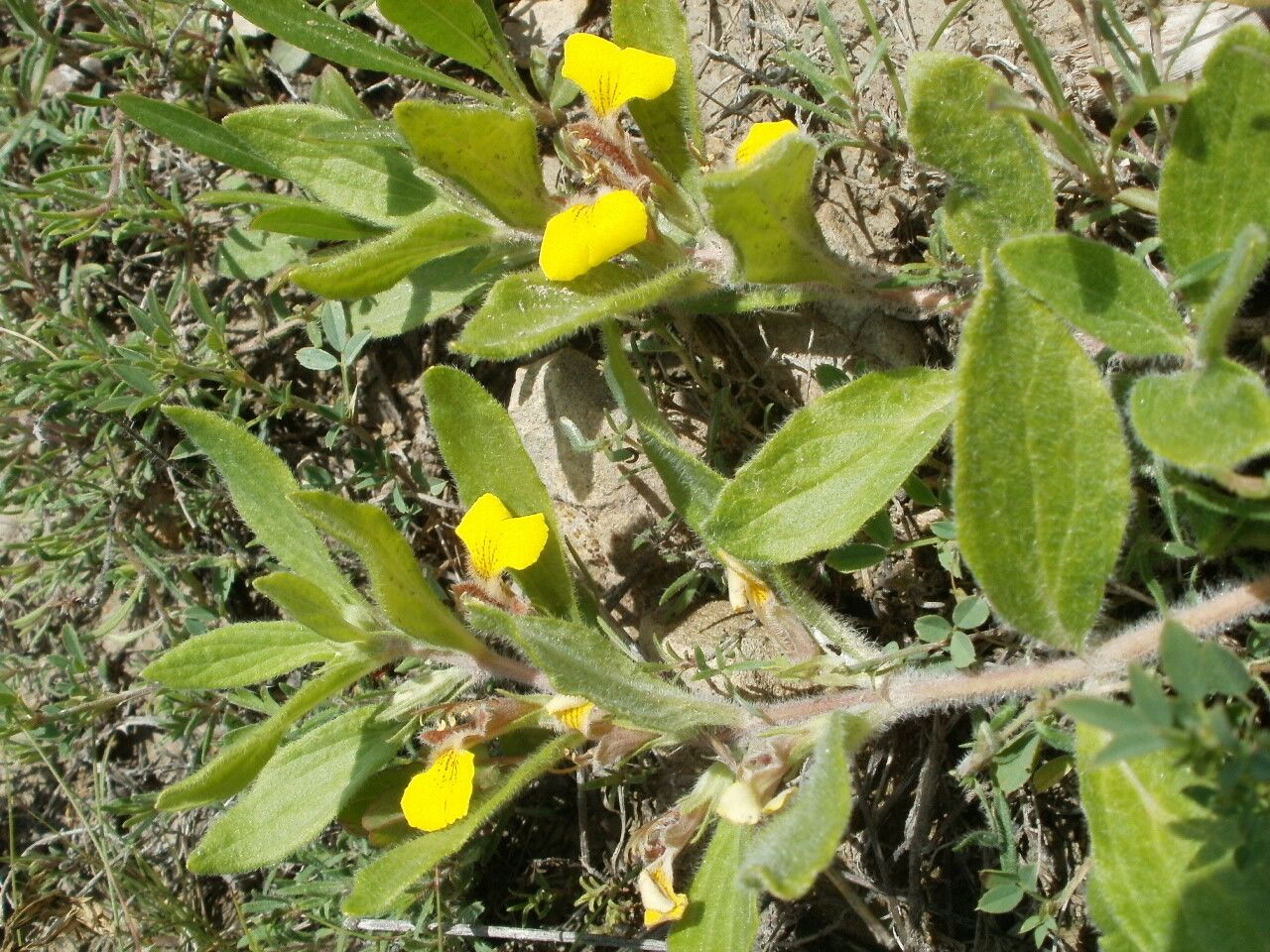 Ajuga salicifolia habit