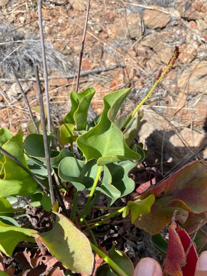 Limonium preauxii — houseplant care guide