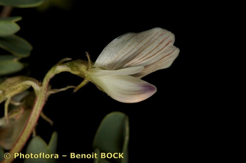 Astragalus cymbicarpos — houseplant care guide